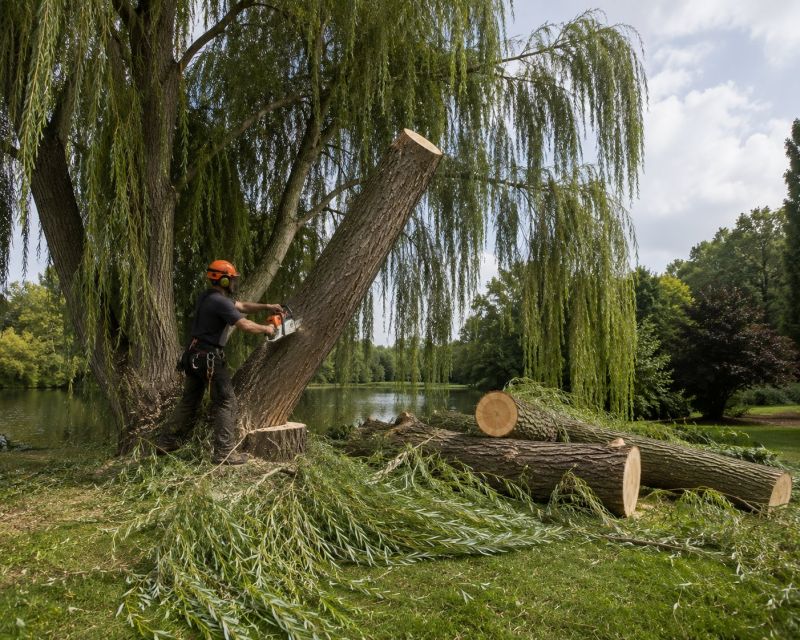 Maple Tree Removal in Montgomery County, PA
