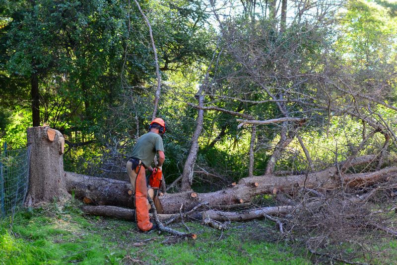 Large Tree Being Removed