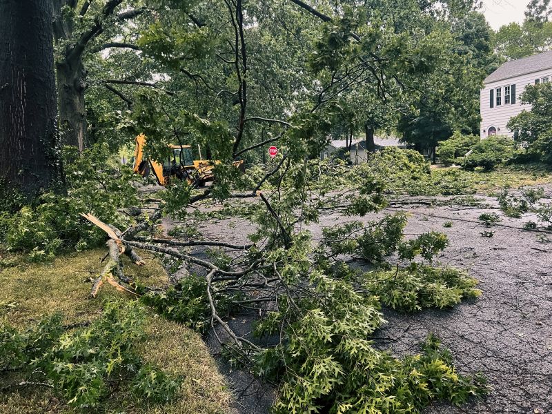 Storm-Damaged Tree Site