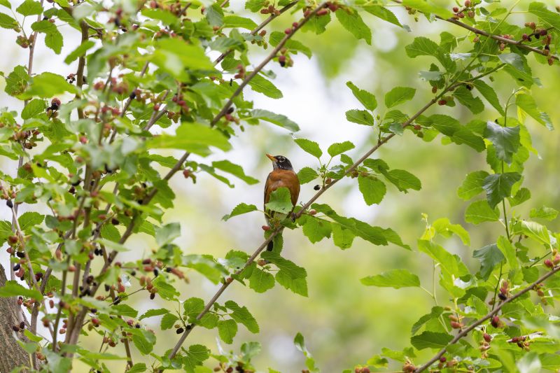 Mulberry Tree Removal