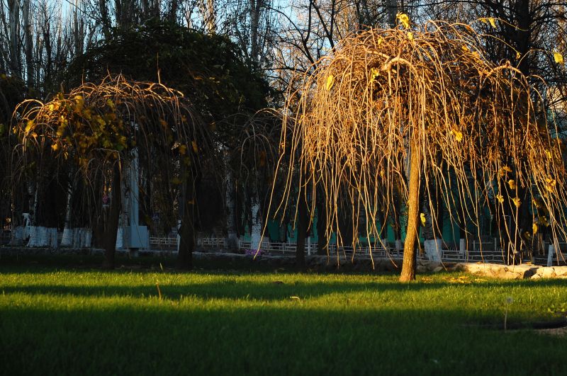 Mulberry Tree Removal