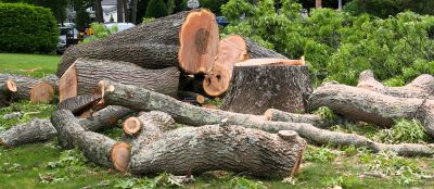Mulberry Tree Removal