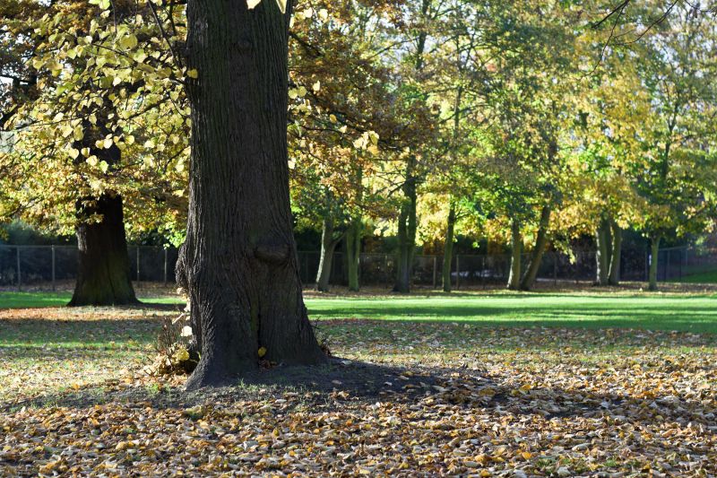 Autumn Mulberry Tree Extraction