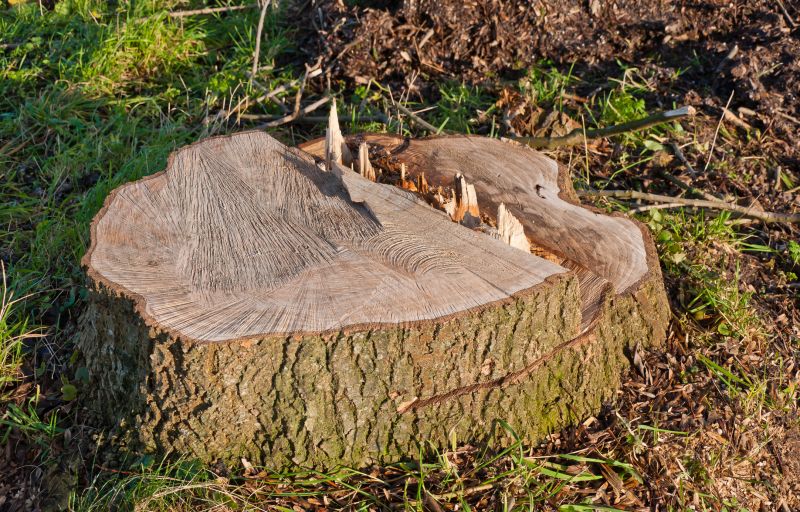 Stump Grinding After Removal