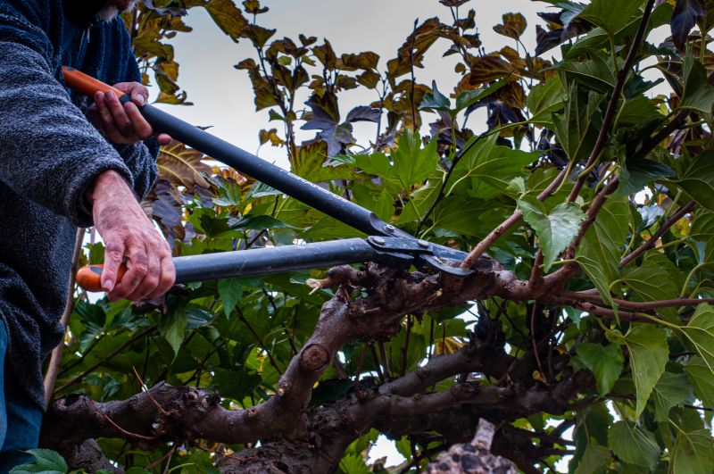Mulberry Tree Removal Equipment