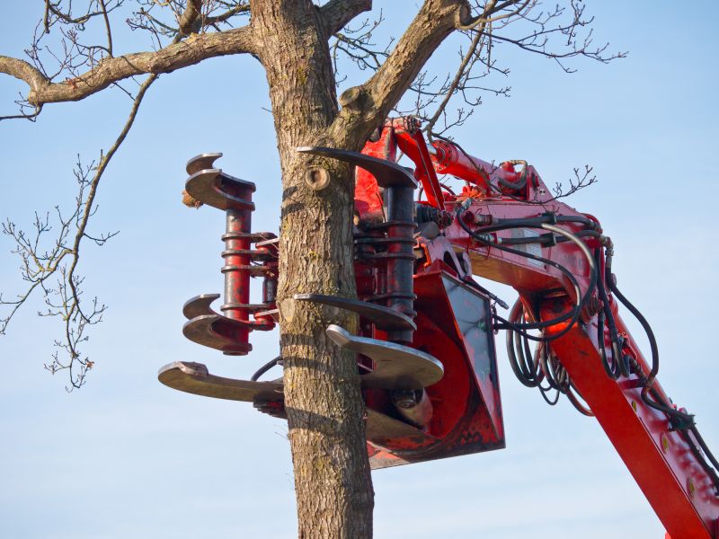 Mulberry Tree Removal Equipment